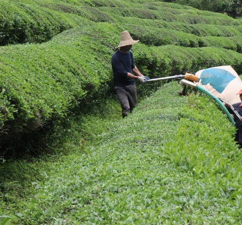 江西浮梁8萬畝大宗茶迎來生產(chǎn)旺季 助力鄉(xiāng)村振興
