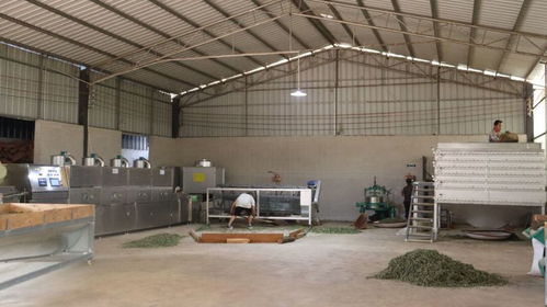 普義鄉干塘村茶葉加工設備升級，助力茶產業提質增效