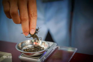 廣東茶行業技能大賽開賽，制茶匠人一展傳統技藝