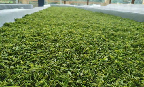 曲江茶谷白葉茶加工廠正式投入運(yùn)營，開啟茶葉加工新篇章