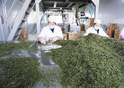 產(chǎn)學(xué)研融合，為茶葉加工“增色添香”