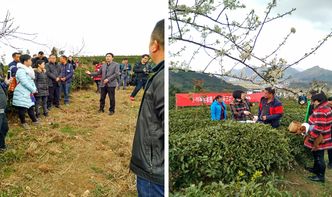 貴定縣舉辦茶葉采摘加工培訓(xùn)，科技賦能茶產(chǎn)業(yè)提質(zhì)增效